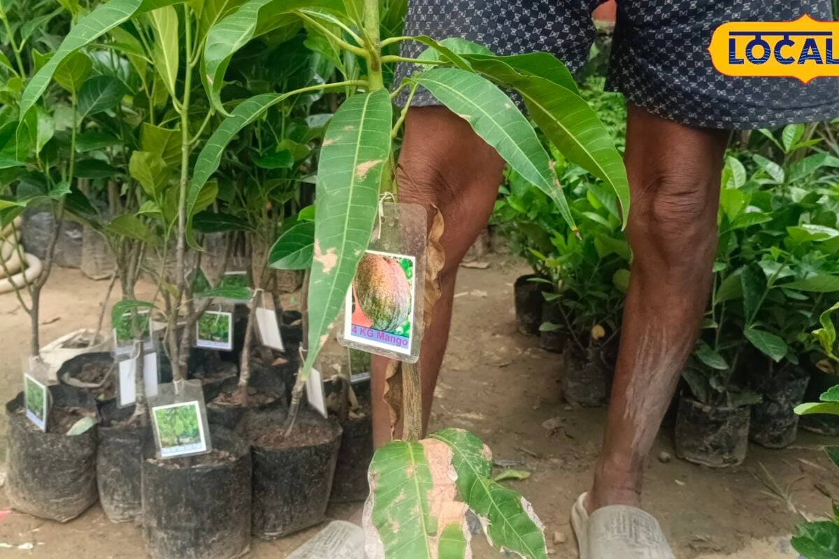 बिहार में कटहल जैसा बड़ा आम! 1 का वजन 4 किलो तक थाईलैंड की 4KG मैंगो प्रजाति भरेसा पूरे परिवार का पेट
