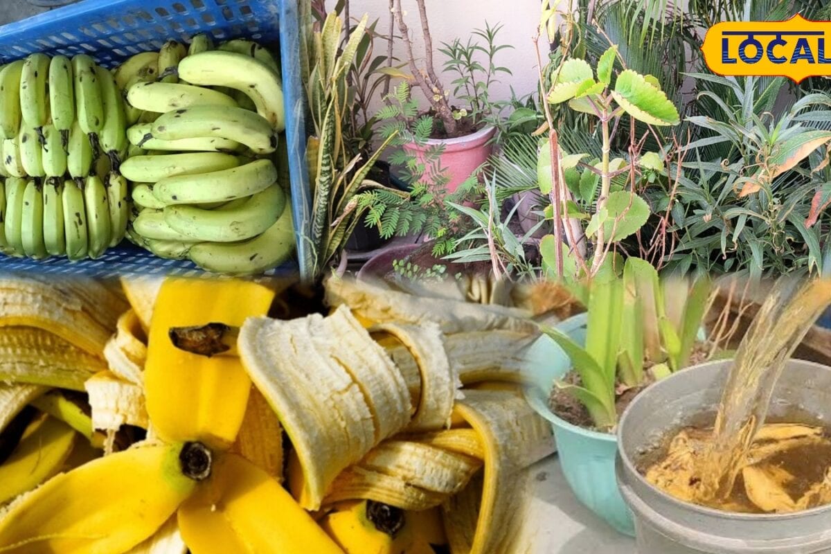 Agri Tips: महंगी खाद खरीदना छोड़े केले के छिलके से मिनटों में बनाएं देसी फर्टिलाइजर हर पौधा होगा हरा-भरा