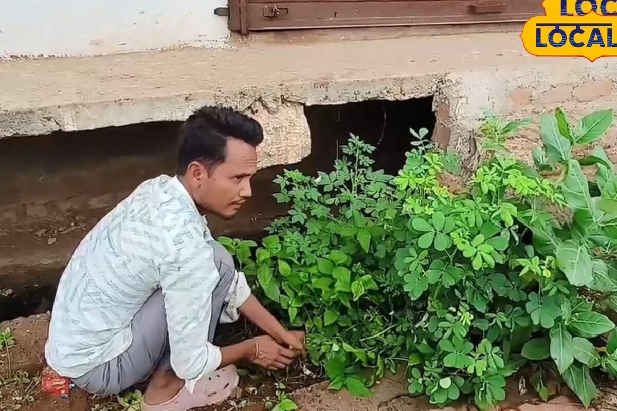 बारिश में घर के आसपास उगी घास न करें नजरअंदाज बढ़ सकता है मच्छरों और सांप-बिच्छू जानें बचाव का तरीका