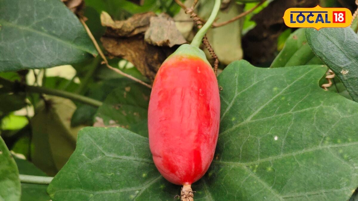 कुंदरू समझकर न खा लें ये फल, पड़ जाएंगे मुसीबत में, जानें कैसे करें असली और नकली की पहचान? कुंदरू समझकर न खा लें ये फल, पड़ जाएंगे मुसीबत में, जानें कैसे करें असली और नकली की पहचान?