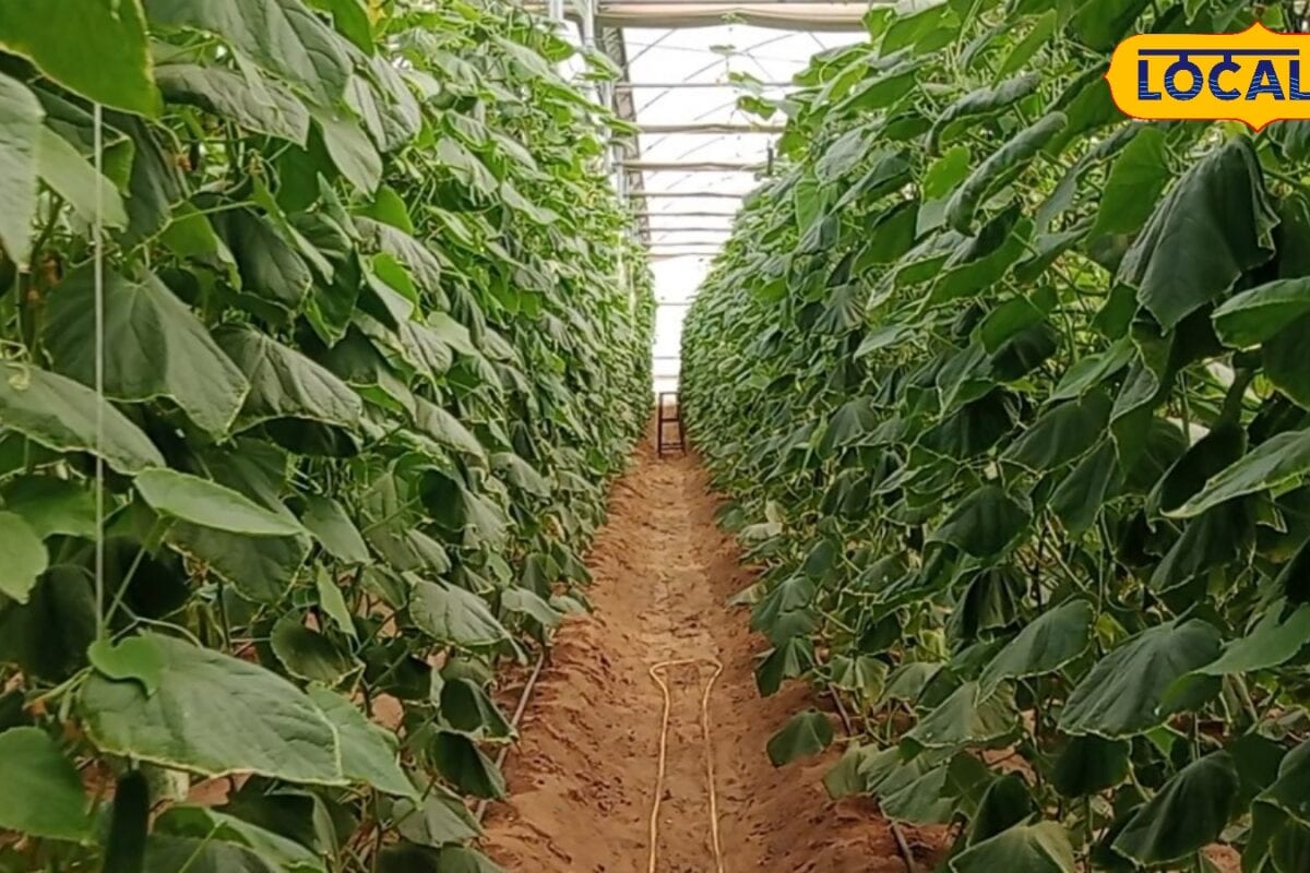 Agriculture News: अब बिना बिचौलियों के बिकेगी जैविक फसल, 30 हजार किसानों को मिलेगा सीधा फायदा