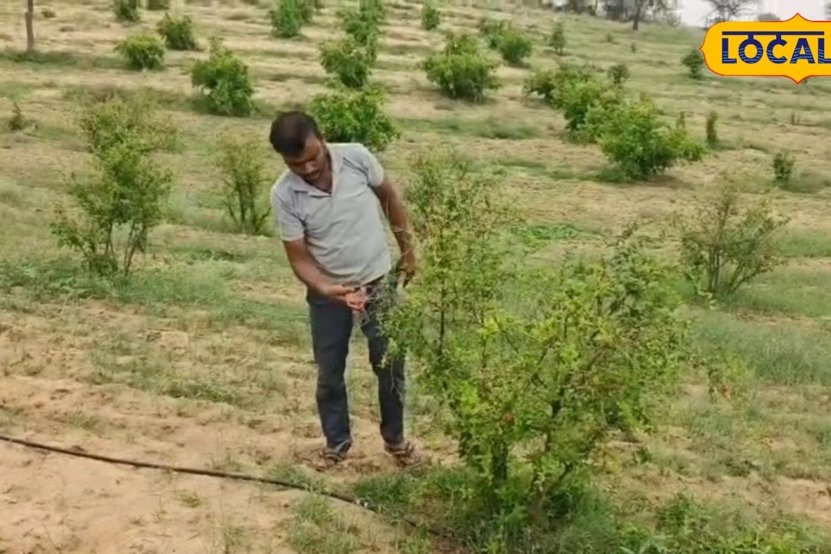 Jodhpur News : राजस्थान में अनार उत्पादन को मिलेगा नया बूस्ट कृषि विश्वविद्यालय जोधपुर तैयार करेगा विशेषज्ञ