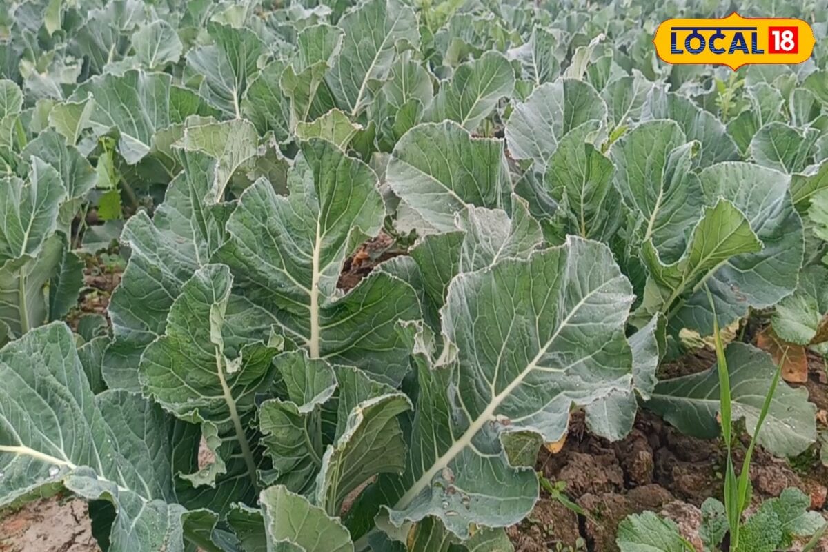 फूलगोभी की पूसा मेघना पूसा कार्तिक अगेती किस्में कम समय में बंपर पैदावार और पाएं अधिक मुनाफा 50 दिन में किसानों को लखपति बनने का मौका