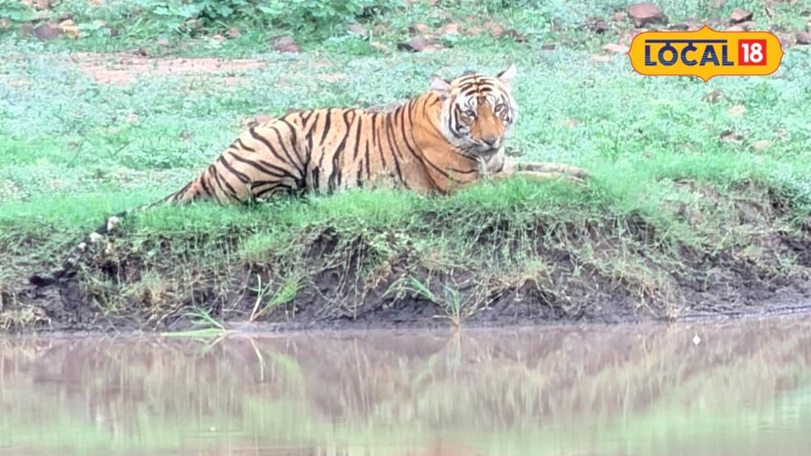 Kota Tourist Place : बारिश के बाद मुकुंदरा में बढ़ा जंगल का रोमांच सफारी के दौरान दिखे टाइगर