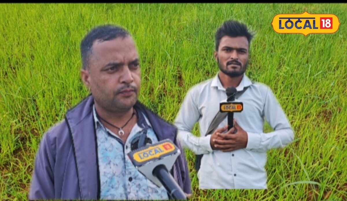 सरगुजा में आज भी जिंदा है मेझरी की खेती बिना रोपाई के तैयार होती है फसल