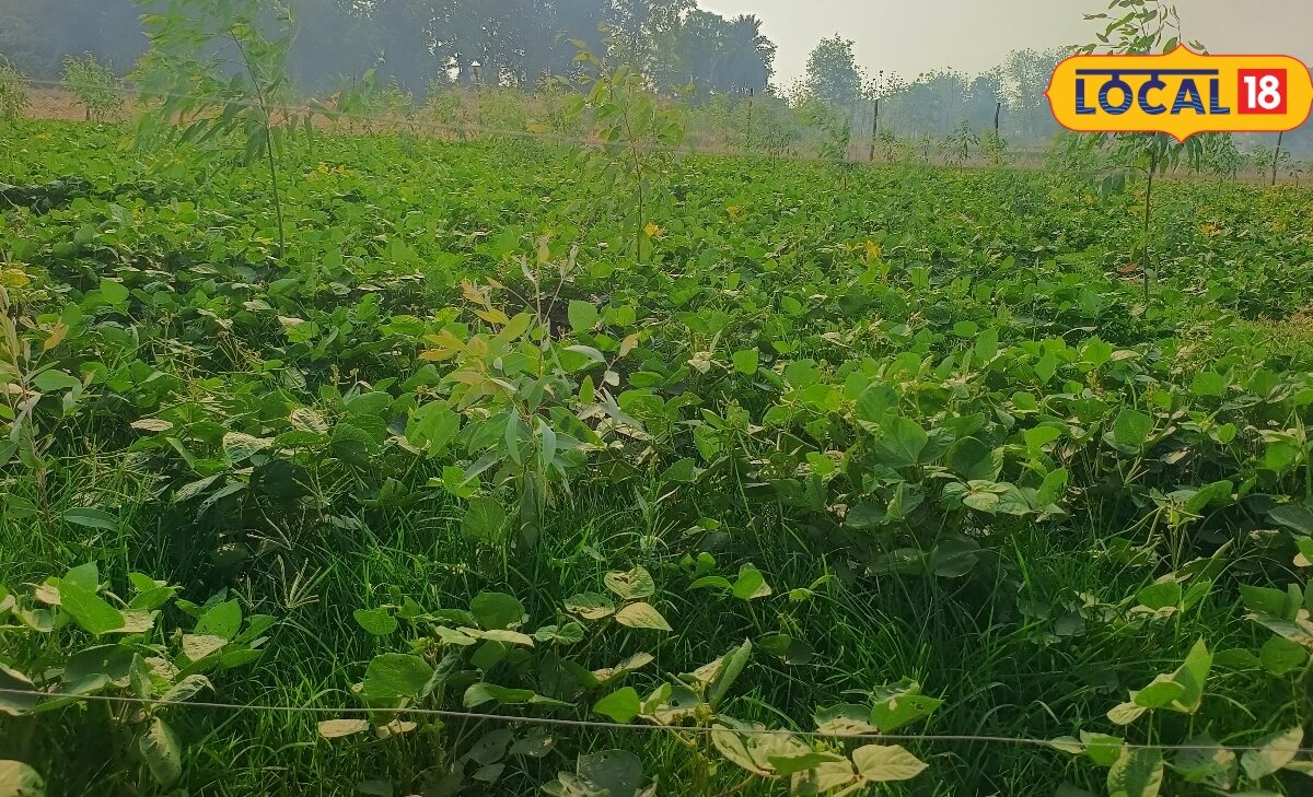 अरहर और मक्के की फसल में खरपतवार से हैं परेशान तो फौरन अपनाएं ये आसान उपाय तभी बचेगी पूरी फसल