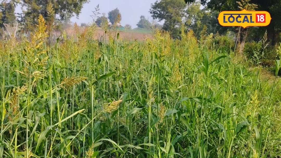धान नहीं लगाया तो चिंता छोड़िए! खेत में बोएं ये 4 मोटे अनाज कम पानी में होगी अच्छी कमाई