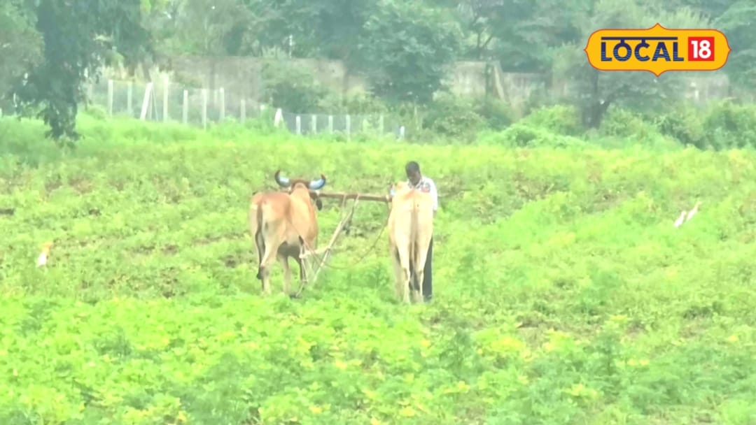 40 एकड़ में मिक्स खेती से लाखों की कमाई नौकरी छोड़कर अपनाया ये आइडिया अब 50 से ज्यादा लोगों को दे रहे रोजगार