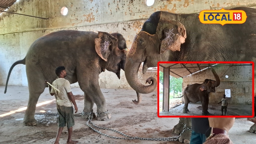 World Elephant Day: कतर्नियाघाट की दो फिमेल हाथी चंपाकली और जयमाला को महावत ने दी जंगल के रक्षा की ट्रेनिंग जानें उन्हीं की जुबानी
