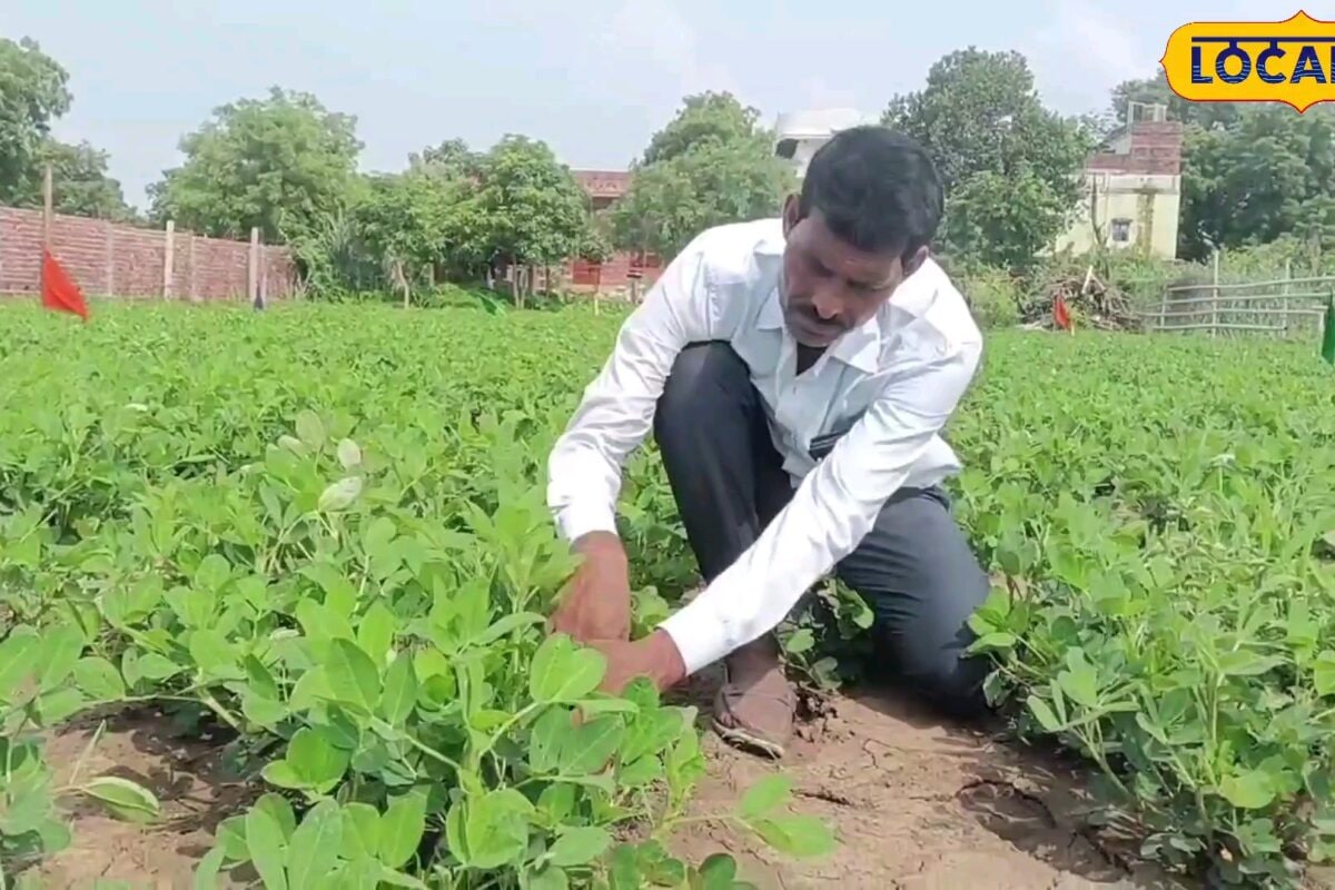 मिर्जापुर के किसान योगेंद्र सिंह का क्लाईमेट स्मार्ट किसान में चयन बने रोल मॉडल मौसम के अनुकूल खेती कर करते हैं बंपर कमाई