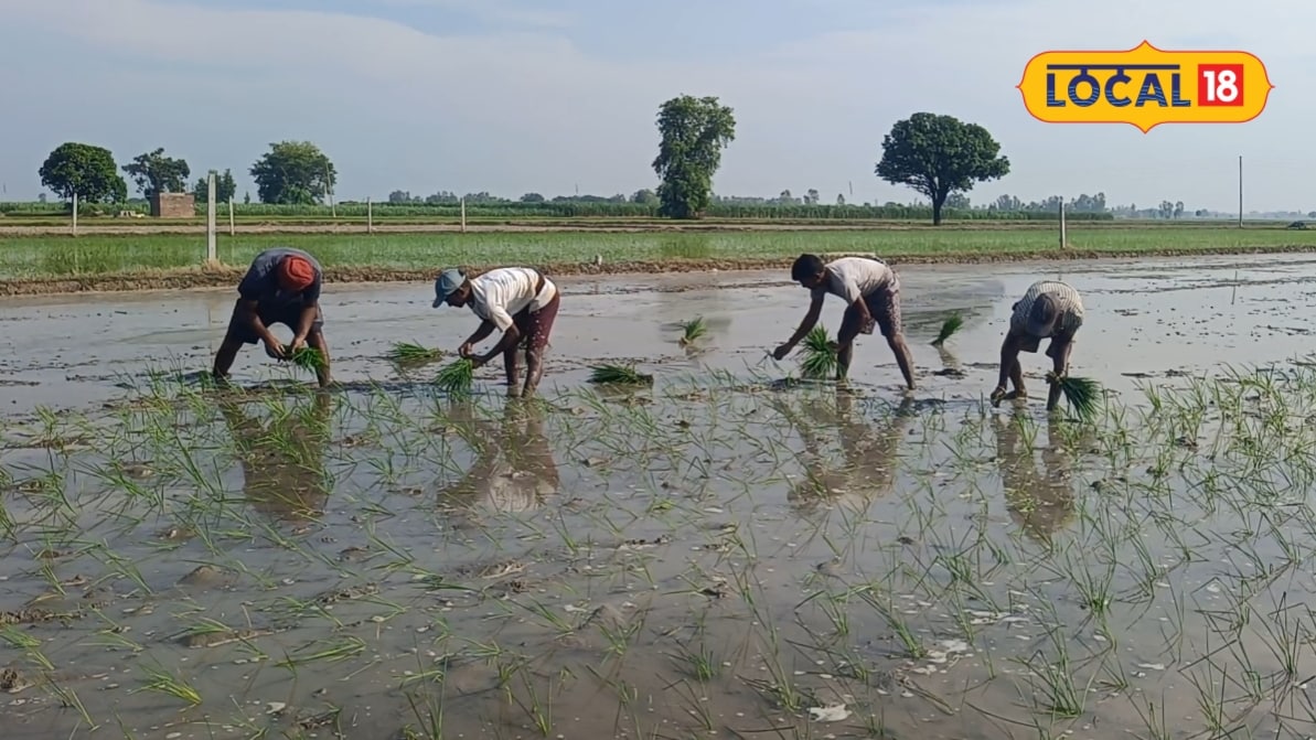 धान की रोपाई कर दी अब अगले 3 दिन न करें लापरवाही वरना खरपतवार छीन लेगा फसल का पोषण