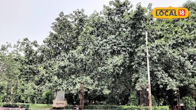 कानपुर के नाना राव पार्क में 1857 की क्रांति का गवाह बूढ़ा बरगद 133 क्रांतिकारियों की फांसी और अंग्रेजों की क्रूरता की है कहानी