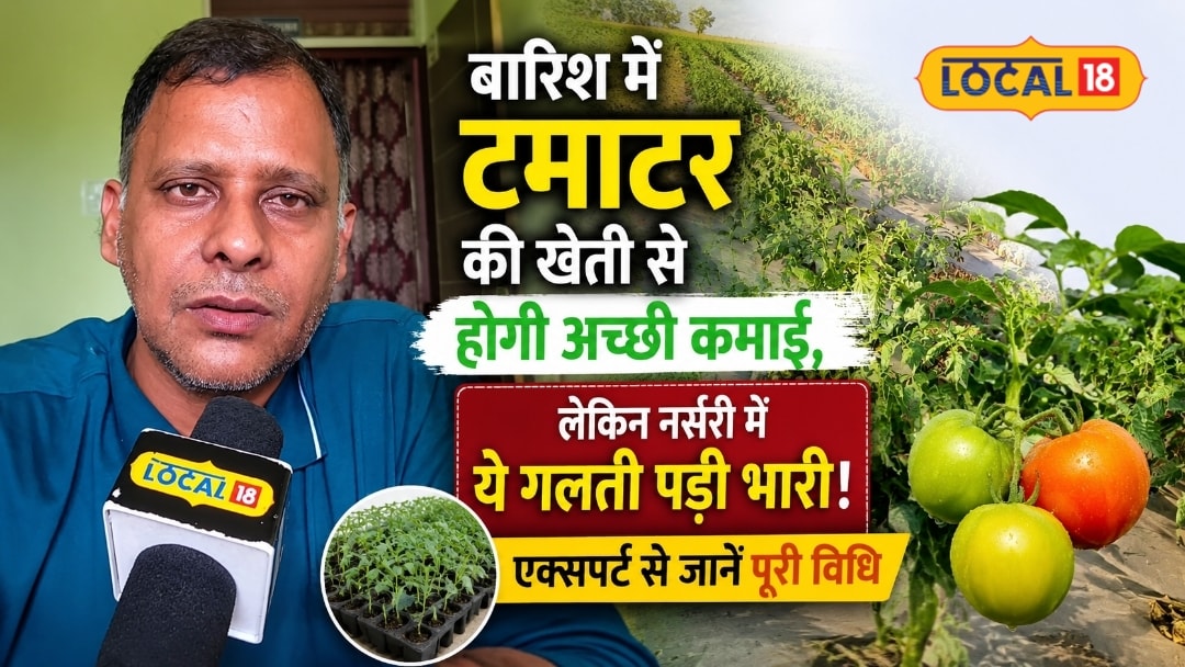 बारिश में टमाटर की खेती से होगी अच्छी कमाई लेकिन नर्सरी में ये गलती पड़ी भारी! एक्सपर्ट से जानें पूरी विधि