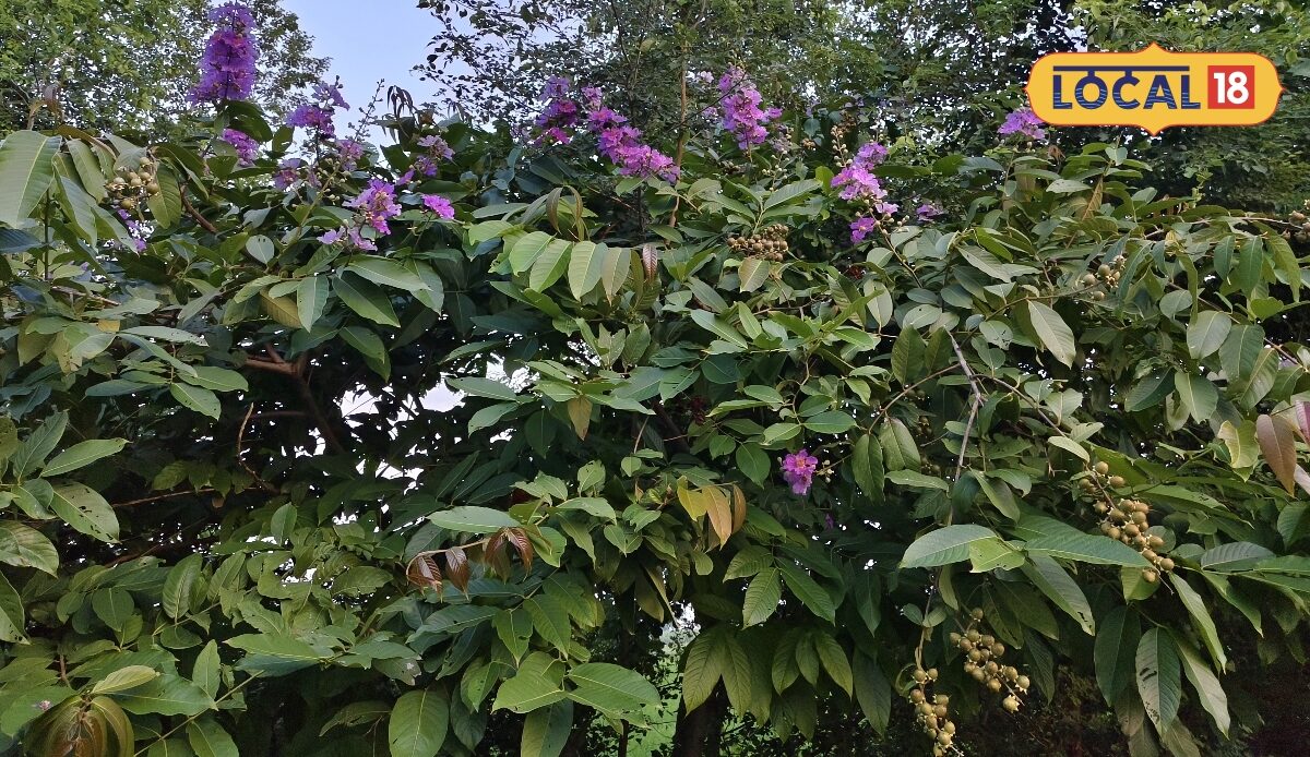 गुलाबी फूलों वाला जरुल सिर्फ सुंदर नहीं औषधीय गुणों के लिए भी है खास जानें फायदे