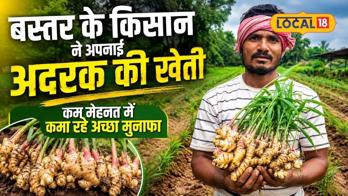 बस्तर में अदरक की खेती का नया ट्रेंड, किसान नीलेश पटेल ने अपनाया अनोखा तरीका; बढ़ी कमाई