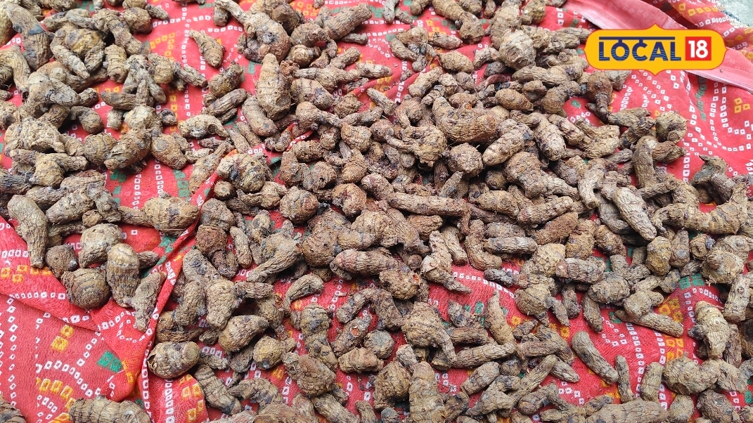 Turmeric Preservation : दादा उगाएंगे, बेचेगा पोता...खुदाई के बाद इस ट्रिक से करें हल्दी का भंडारण