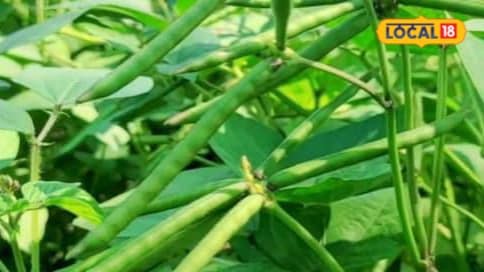 उड़द की खेती में बंपर पैदावार के लिए अपनाएं ये 8 टिप्स किसान जरूर रखें इन बातों का ध्यान