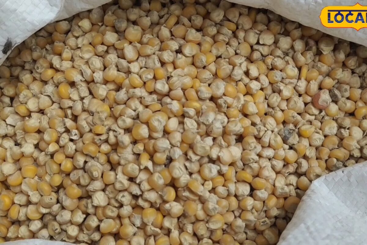 अनाज नहीं, उगाएं प्रमाणित बीज, बिहार के किसानों के लिए आय बढ़ाने का सुनहरा मौका, सरकार दे रही है प्रोत्साहन राशि