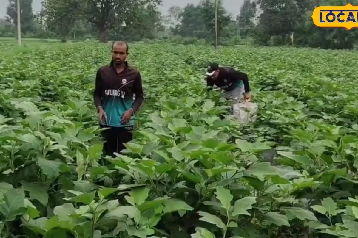 बाप-दादाओं की परंपरागत खेती छोड़ अभिषेक ने अपनाया स्मार्ट तरीका 1 एकड़ से होने लगा 4 लाख तक मुनाफा