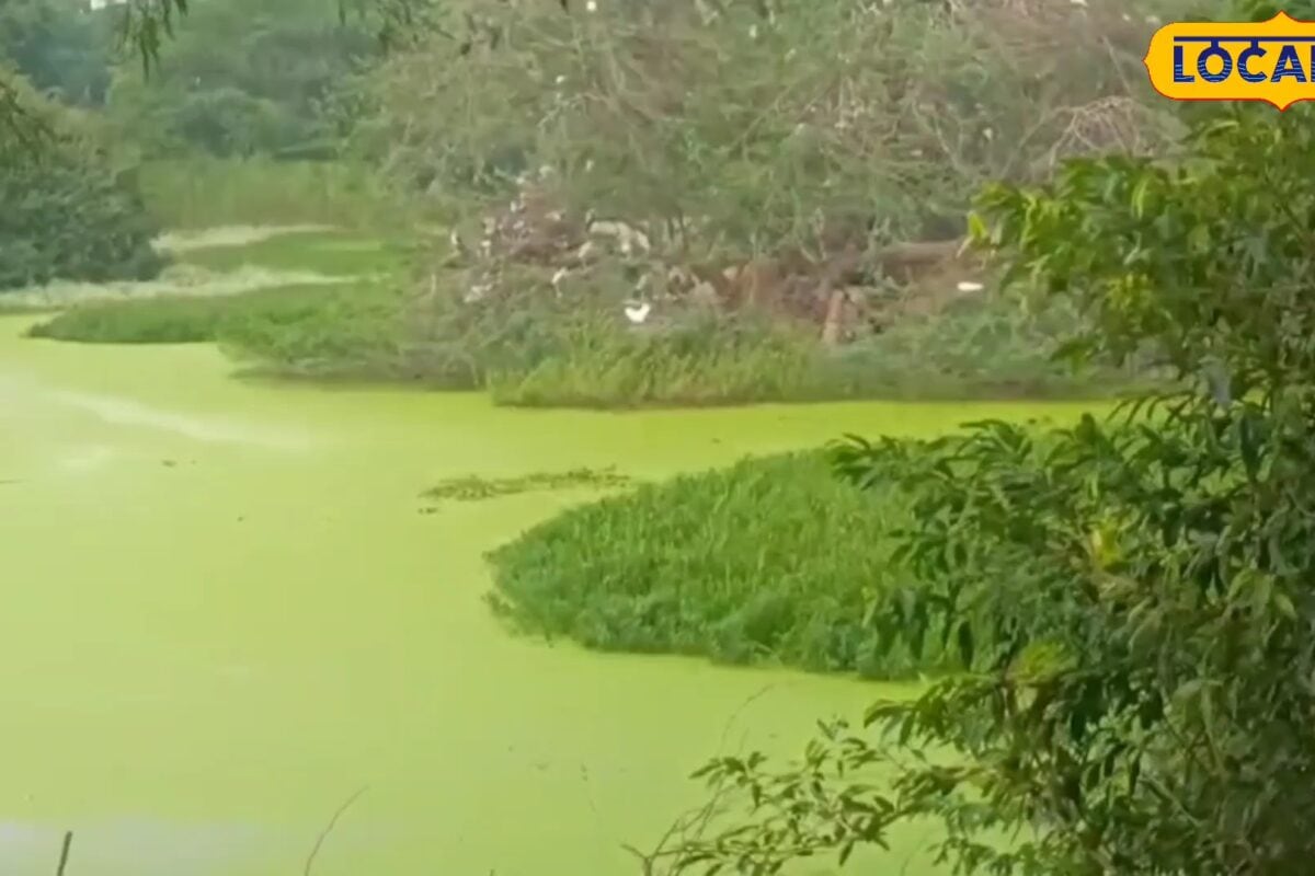 कानपुर प्राणी उद्यान की झील में दूषित पानी और ऑक्सीजन की कमी से मछलियों की मौत जू प्रशासन नें कसी कमर