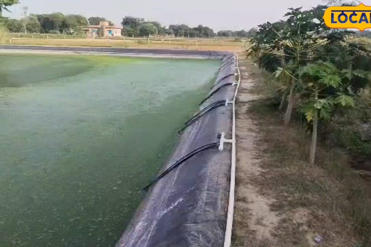 प्रधानमंत्री किसान सह समृद्धि योजना के तहत सुल्तानपुर में मछली पालन के लिए सरकार दे रही 25000 रुपये का अनुदान जानें प्रक्रिया