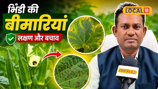 भिंडी में पीत सिरा मोजेक सर्कोस्पोरा रोग का खतरा समय रहते करें बचाव