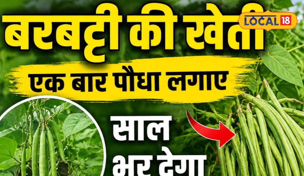 किसान दौलत ने ₹510 प्रति बीज की लागत से शुरू की बरबट्टी की खेती लंबे समय तक तुड़ाई से कमाई की उम्मीद
