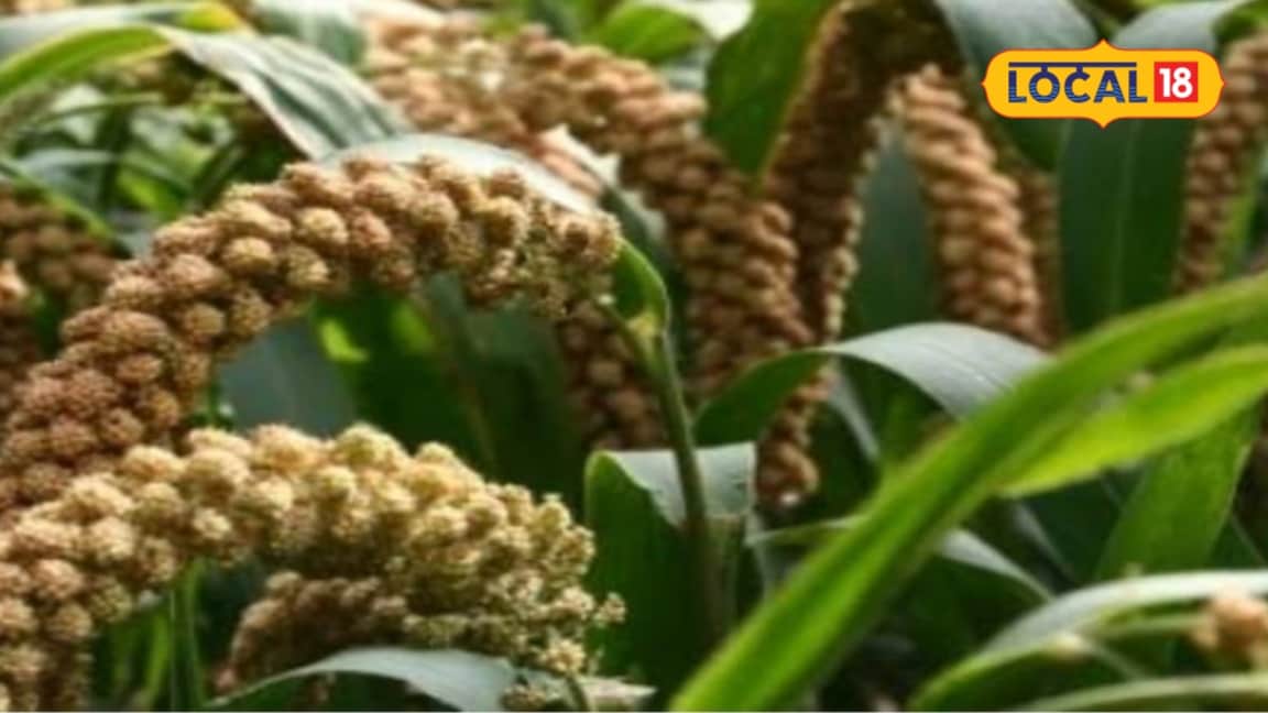 रागी की खेती में चाहिए बंपर पैदावार तो बुवाई से पहले इन 8 बातों का रखें खास ध्यान