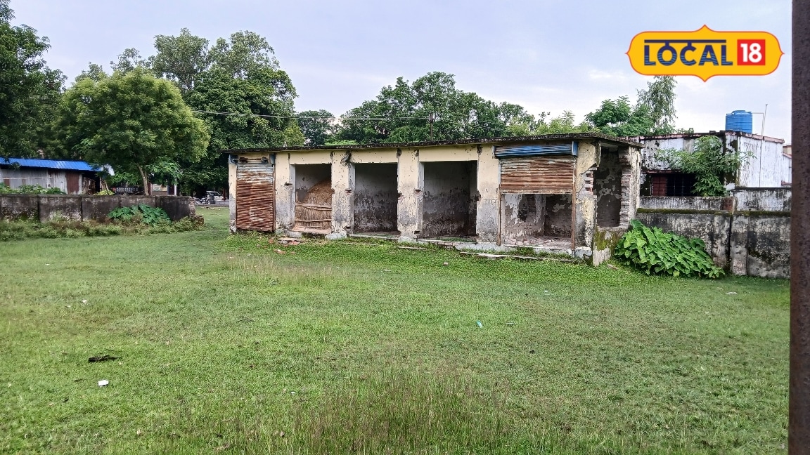 महराजगंज की ठूठीबारी मंडी बदहाल कभी रोजगार की उम्मीद थी अब पशुओं का हुआ बसेरा