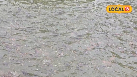 Fish Farming Vs Hatchery: मछली पालन या हैचरी किसमें है बंपर कमाई विशेषज्ञ से जानें सफलता का फॉर्मूला