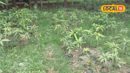 Nursery Business Idea: ₹2 लगाकर कमाएं 100 इस बिजनेस में 50 गुना मुनाफा किसान अशोक से जानें कैसे करें शुरुआत