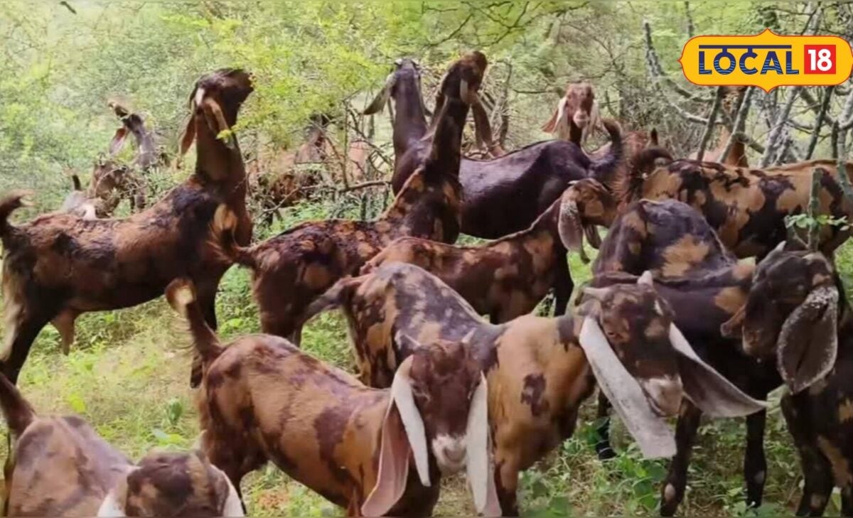 बकरी पालन से कमाई का शानदार मौका सरकार की इस योजना से यूनिट लगाने पर मिलेगी आर्थिक मदद जानें पूरी डिटेल