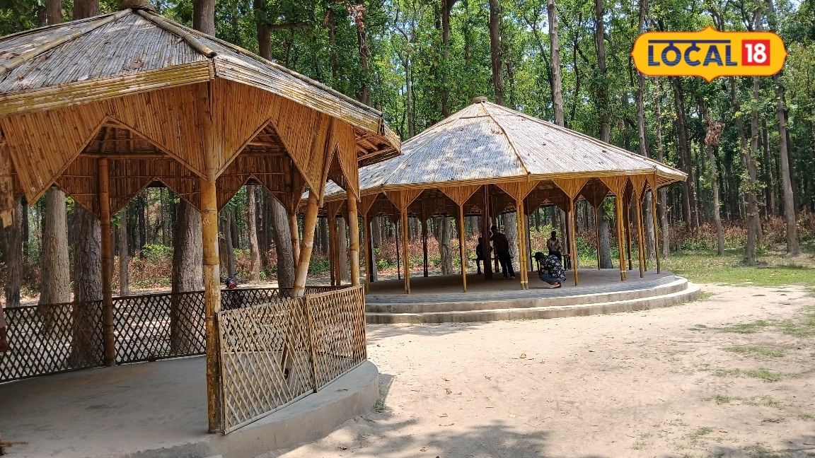 जंगल के बीच बांस की खूबसूरत छांव महराजगंज का धरमौली बना इको-टूरिज्म स्थल जहां है प्रकृति के साथ सुकून