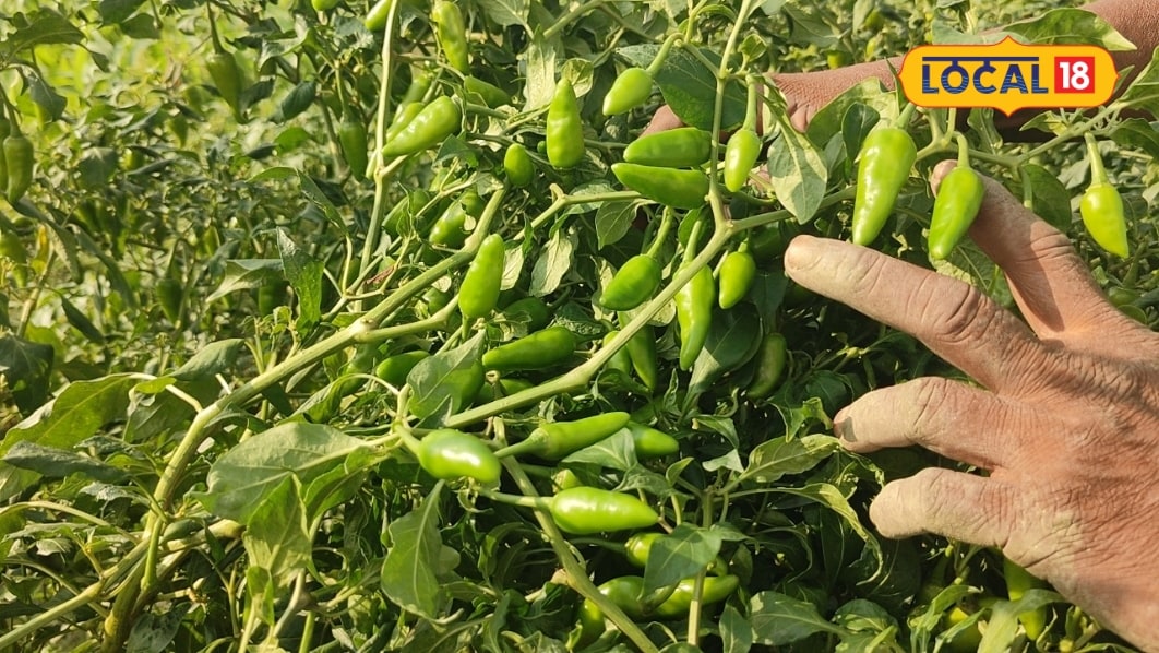 छपरा के किसान ने मिर्च की खेती से किया कमाल, 4 कट्ठा खेत से 40 हजार की कमाई, जानें शताब्दी वैरायटी की खासियत