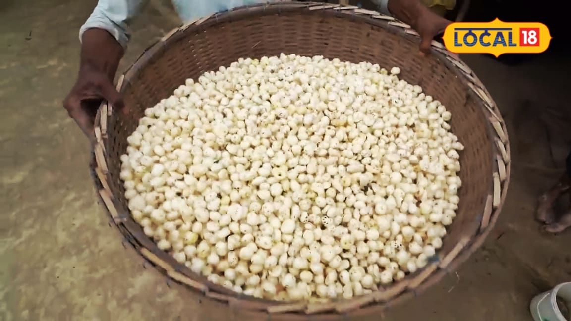मिर्जापुर में पहली बार होगी मखाना की खेती किसानों को मिलेगा अनुदान 55 हेक्टेयर लक्ष्य