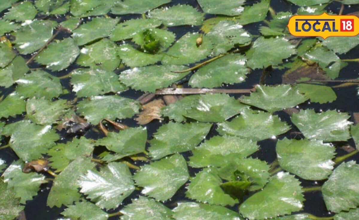 Water chestnut cultivation: कम लागत में डबल मुनाफा तालाब में ऐसे उगाएं सिंघाड़ा 6 महीने में तैयार