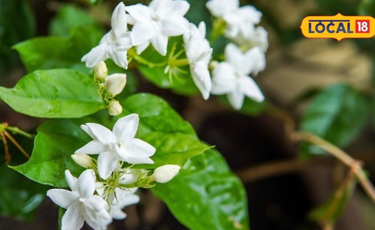 मोगरे के पौधे पर चाहिए फूलों की भरमार बस अपनाएं ये आसान गार्डनिंग टिप्स पूरे मौसम महकेगा आंगन