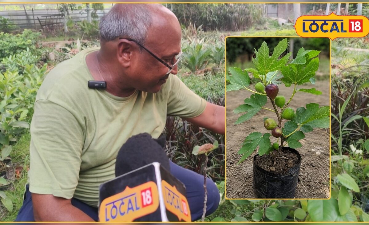 Anjeer Farming Tips: घर के गार्डन में लगाएं 100 रुपये का यह पौधा 1 साल में देगा फल होगी बंपर कमाई