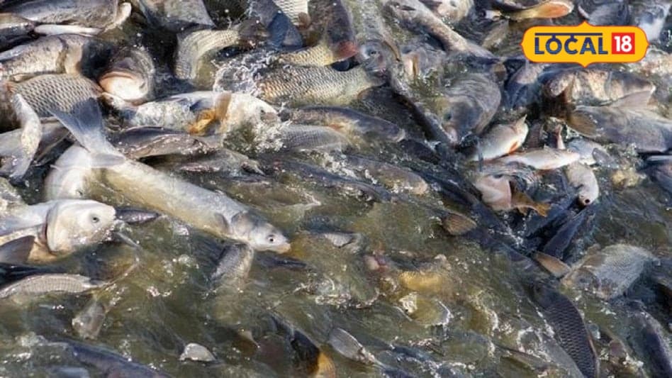 मछली पालन से अच्छी कमाई के लिए तालाब का सही प्रबंधन जरूरी  पानी की गुणवत्ता चारे और साफ-सफाई पर दें ध्यान