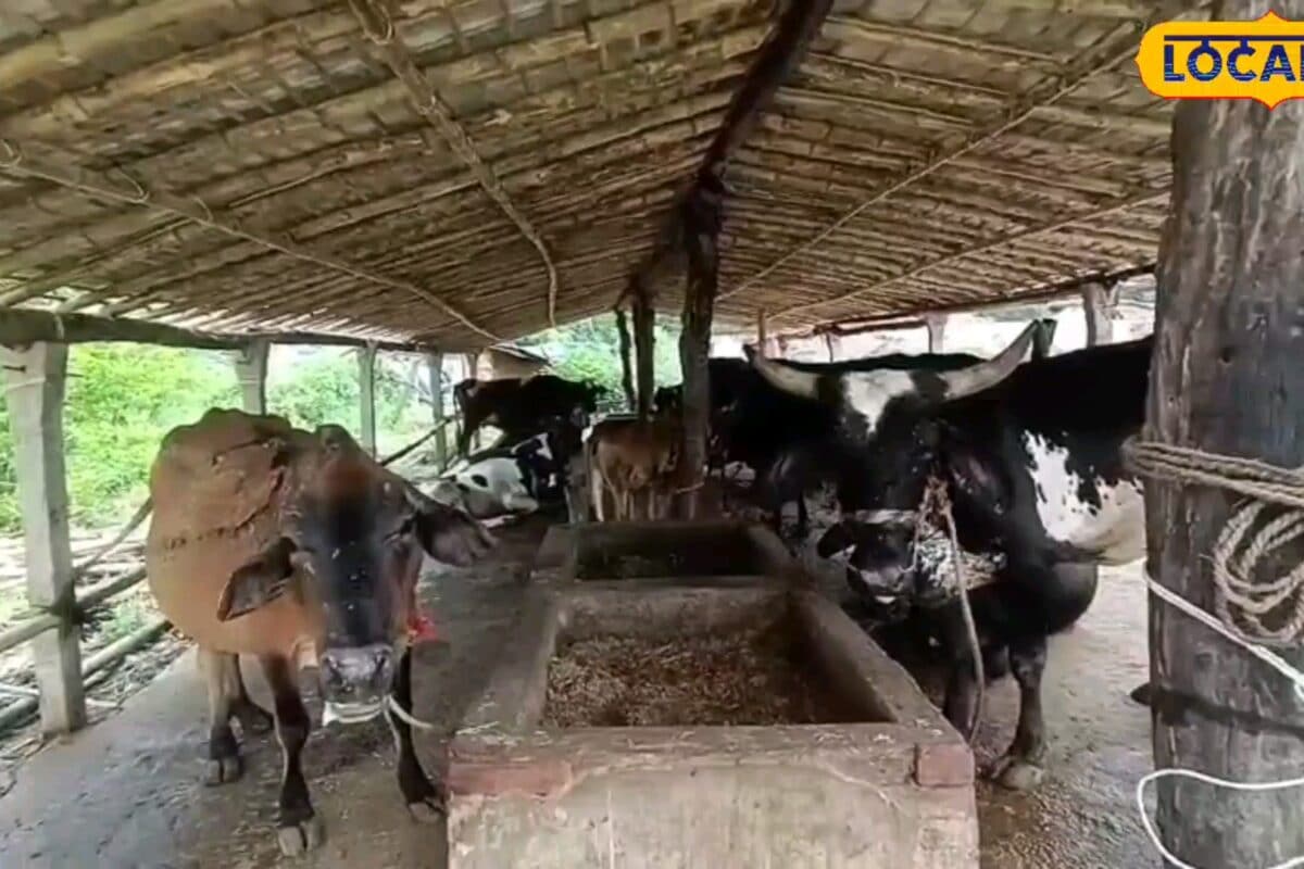 पशुपालन विभाग चला रहा खुरहा-मुंहपका रोग का मुफ्त टीकाकरण अभियान ऐसे उठाएं लाभ