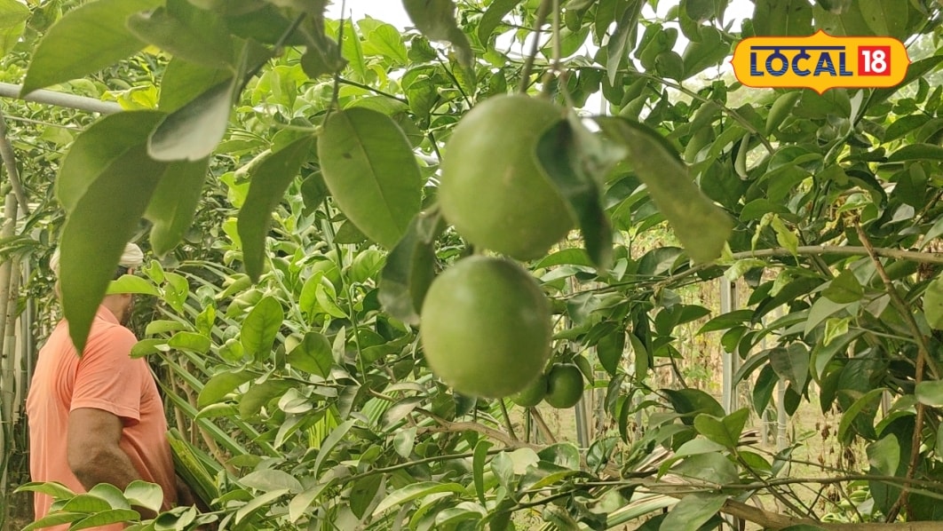 छपरा के किसान का अनोखा प्रयोग सफल: खेतों की मेड़ पर उगाई बेहतरीन मौसमी मिला बंपर रिजल्ट