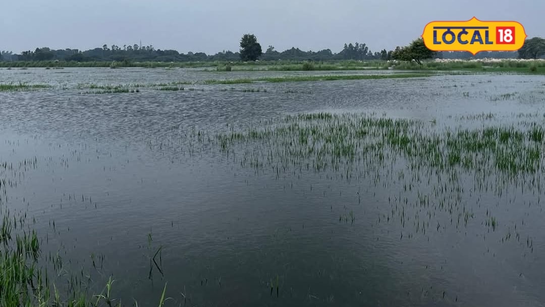 अमेठीः अत्तानगर गांव में पैगा ड्रेन की सफाई न होने से किसानों की फसलें बर्बाद जलजमाव से किसान परेशान