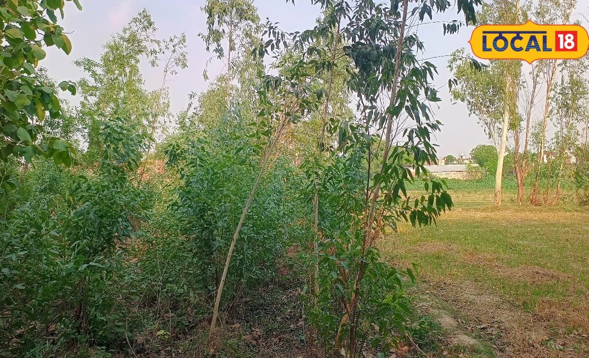 साखू और सागवान की खेती में बड़ा फर्क पेड़ लगाने से पहले जान लें जरूरी बात पत्ते से लेकर लकड़ी तक उपयोगी बाजार में खूब डिमांड कीमत