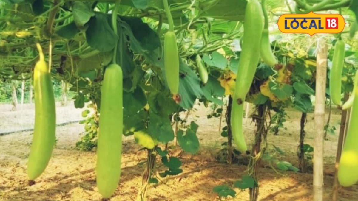vegetable-farming-tips