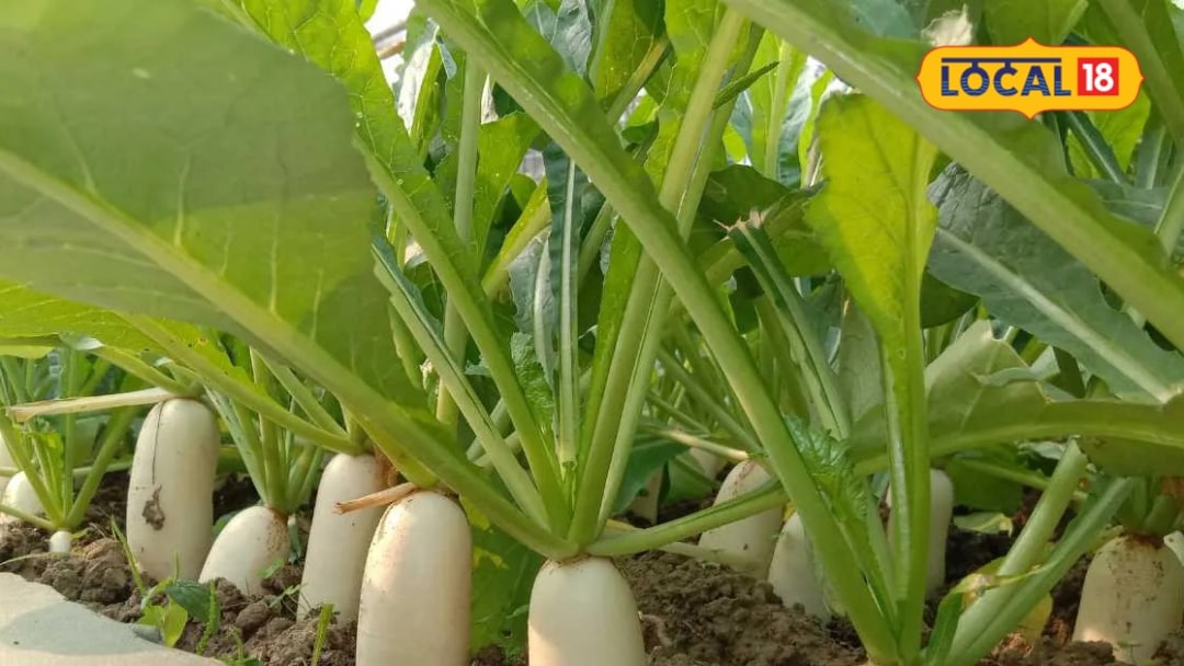 बारिश में मूली की खेती से जल्दी कमाई! 25-45 दिन में फसल तैयार मिला बढ़ सकता है मुनाफा