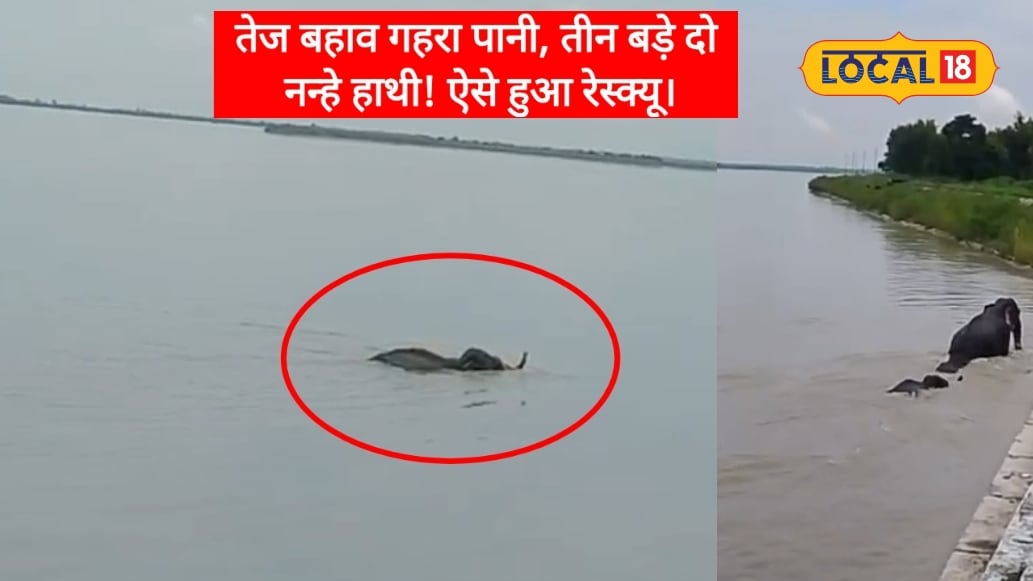 बहराइचः गेरुआ नदी के तेज बहाव गहरे पानी में फंसा हाथियों का कुनबा ऐसे बची 3 वयस्क 2 नन्हे शावक की जान वीडियो वायरल