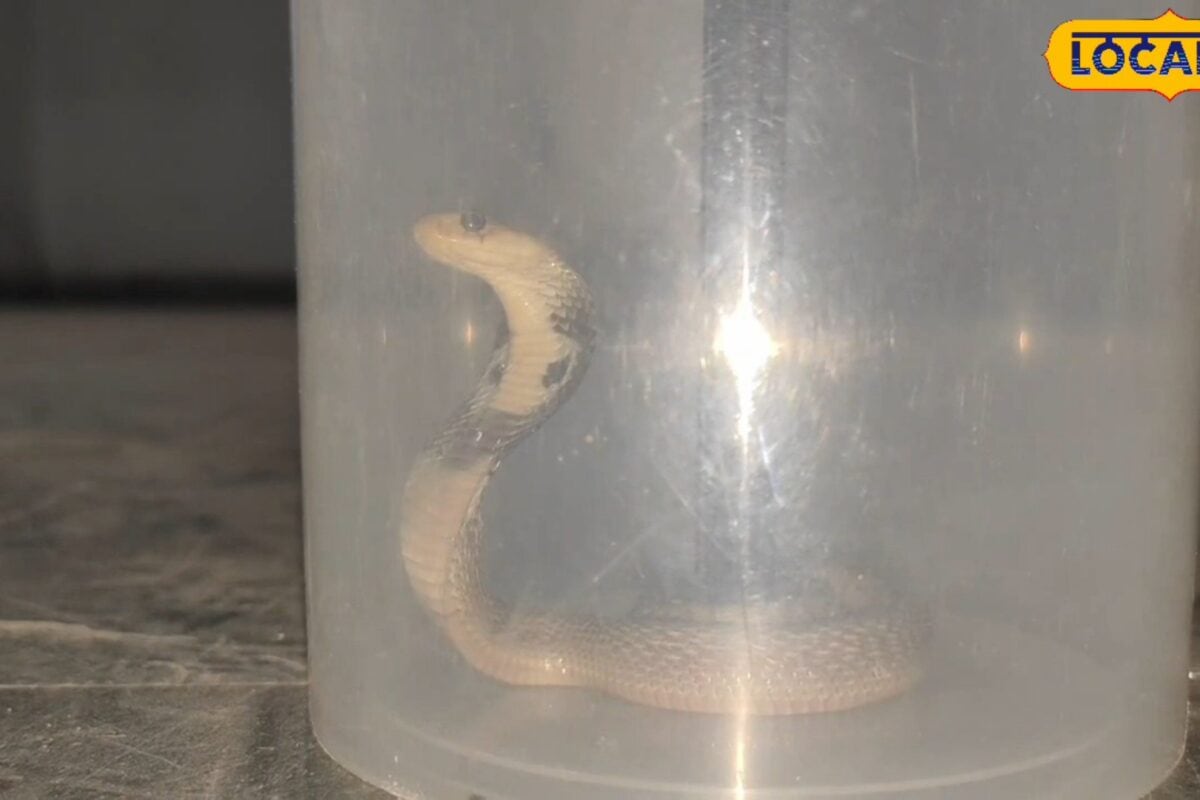Cobra Snake Rescue: आरा कलेक्ट्रेट में फाइलें खंगाल रहा था मौत! देख कांप उठे अधिकारी फिर जो हुआ