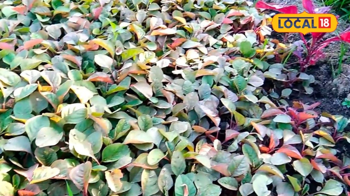 सिर्फ एक बार बुवाई और 3 से 4 बार कटाई जान लें चौलाई से कमाई बढ़ाने का ये आसान फार्मूला