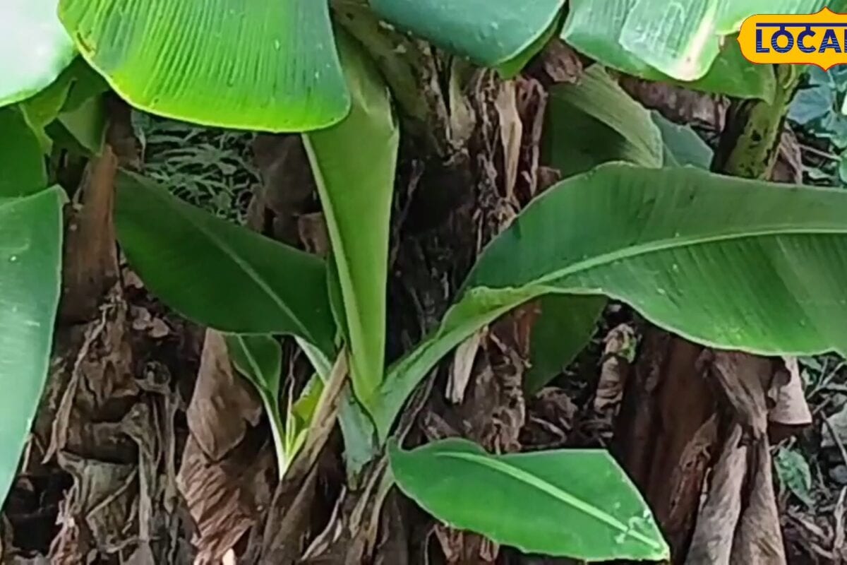 केले की खेती से कमाना है बंपर मुनाफा जानें वैज्ञानिक डॉएसके सिंह का अकेला फॉर्मूला 35% तक बढ़ेगी पैदावार