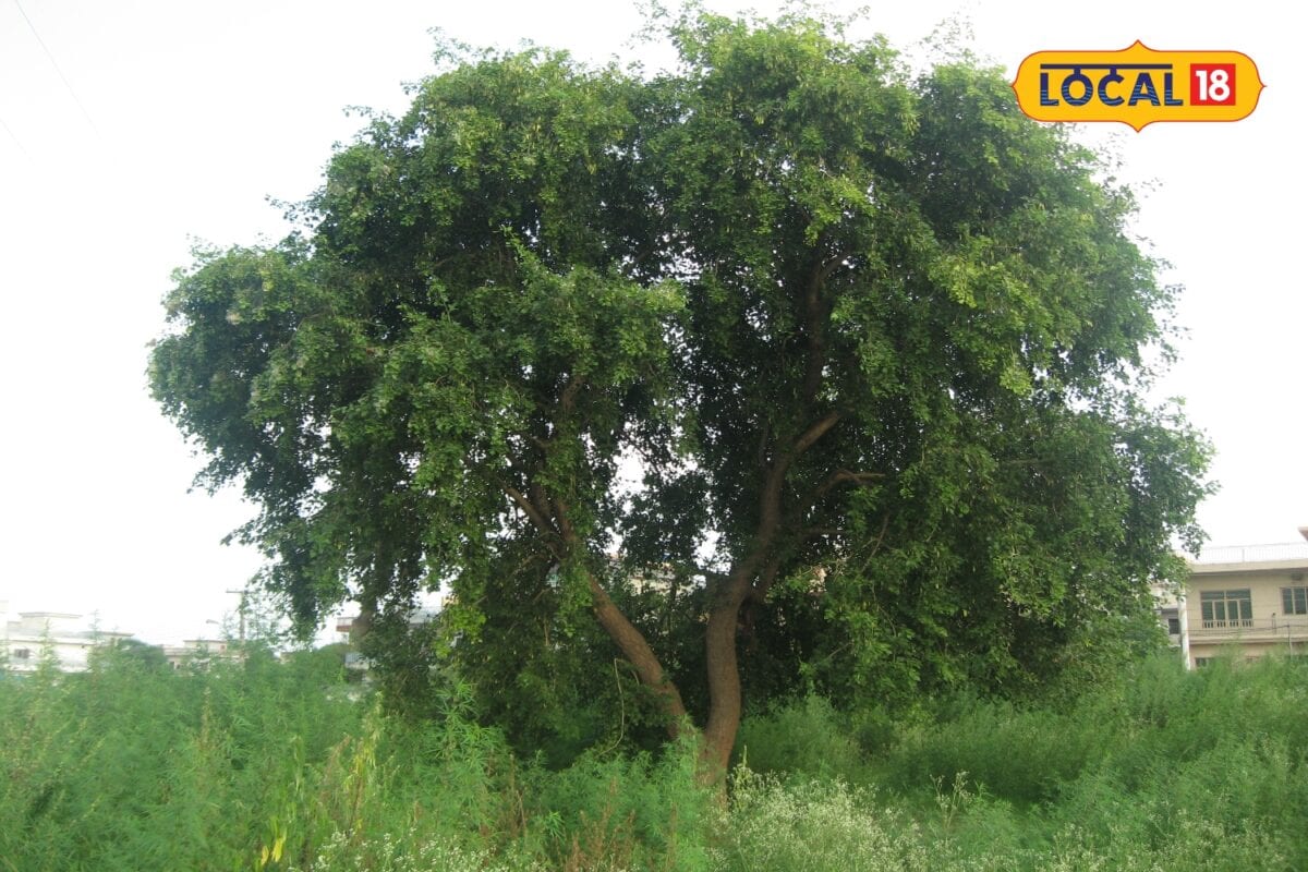 किसान बनना चाहते हैं लखपति तो मानसून के दौरान लगायें ये 12 पौधे तेजी से होता है विकास छा जाती है हरियाली